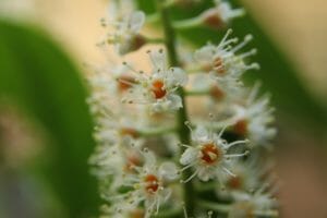 cherry laurel, cherry laurel flowering, blossom