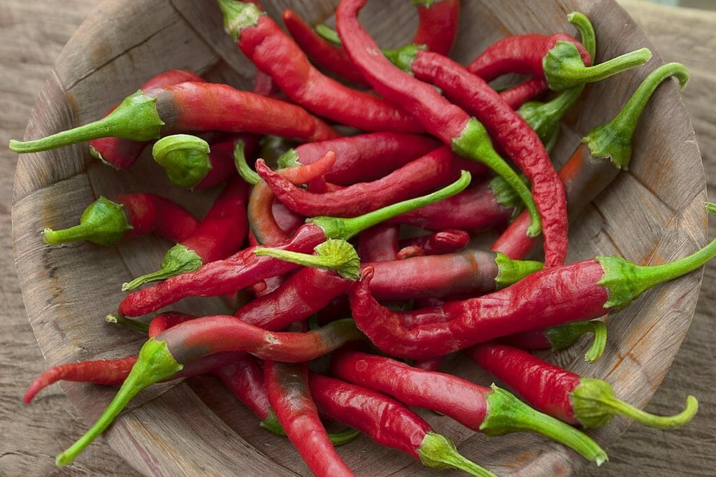 chillis, chillies, gardening