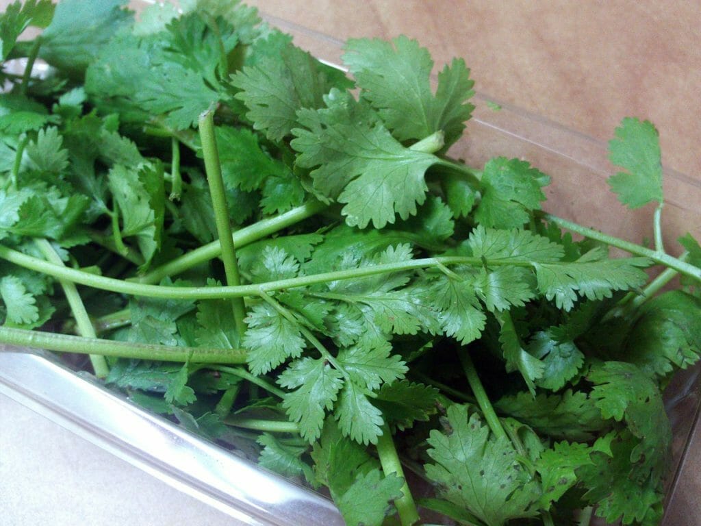 cilantro, aromatic herbs, spices