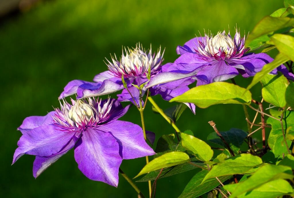 clematis, blossom, bloom