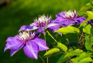 clematis, blossom, bloom