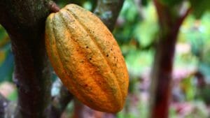 cocoa, cultivation, fruit