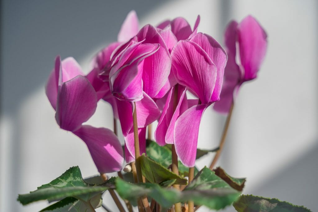 cyclamen, flowers, close-up