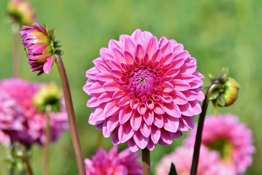 dahlia, dahlias bud, flower