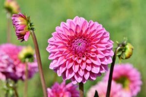 dahlia, dahlias bud, flower
