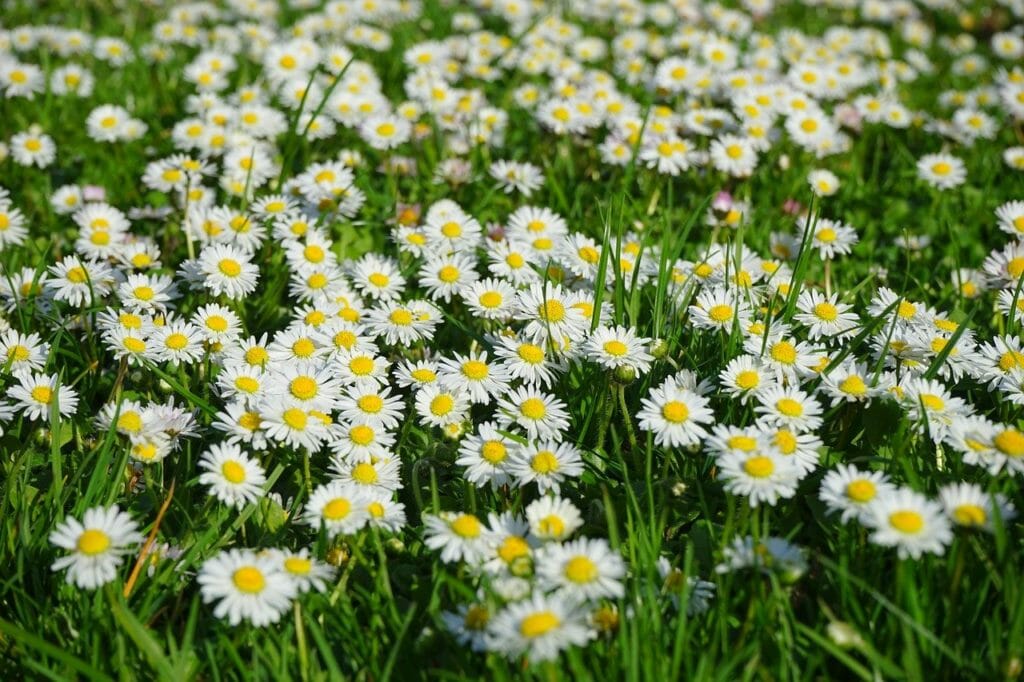 daisies, flowers, plants