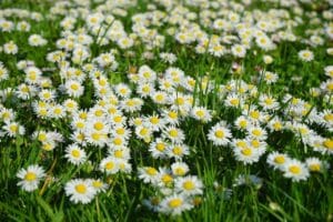 daisies, flowers, plants