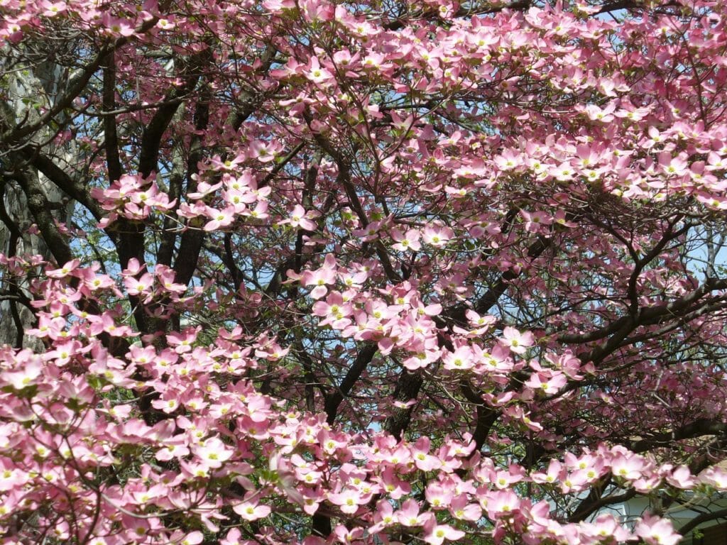 dogwood, tree, trunk