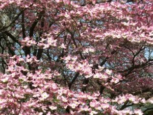dogwood, tree, trunk