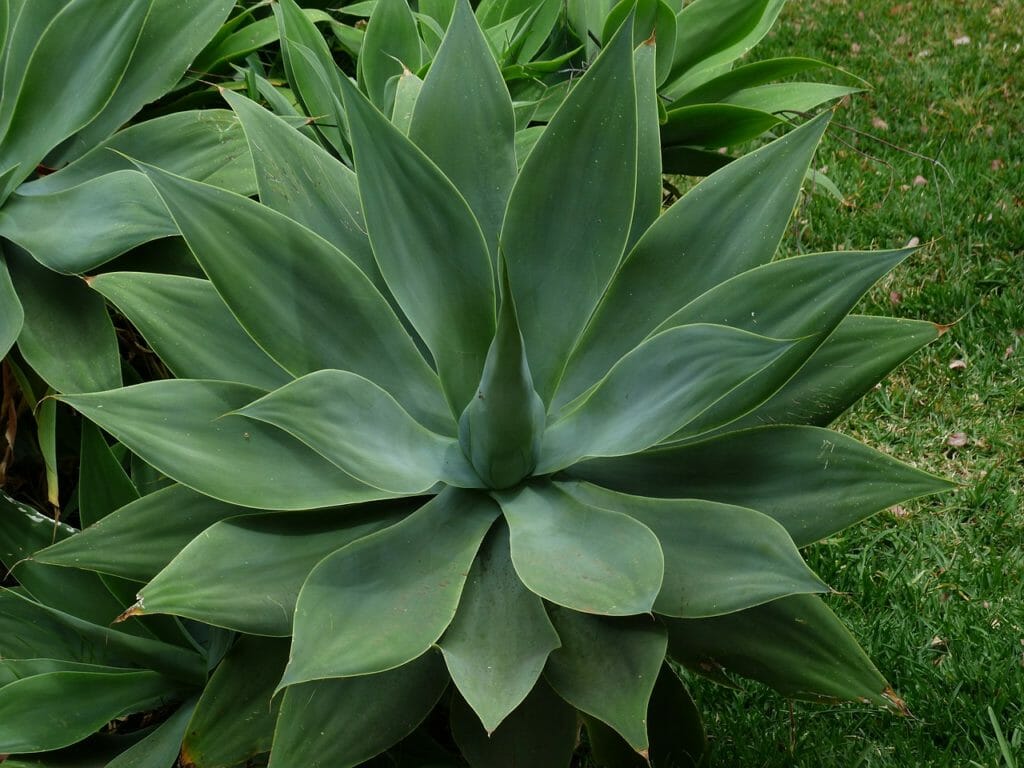dragon tree-agave, leaves, plant