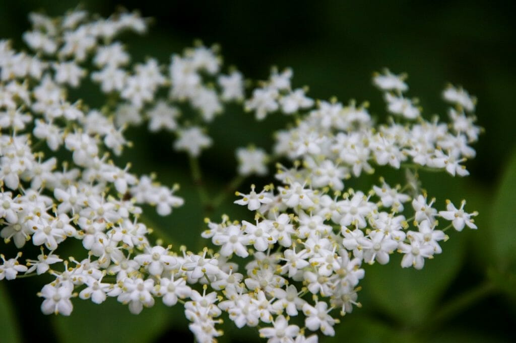 elderflower, flowers, nature