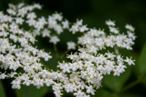 elderflower, flowers, nature