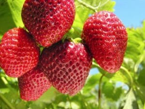 Erdbeeren anpflanzen bei Ihnen im Garten