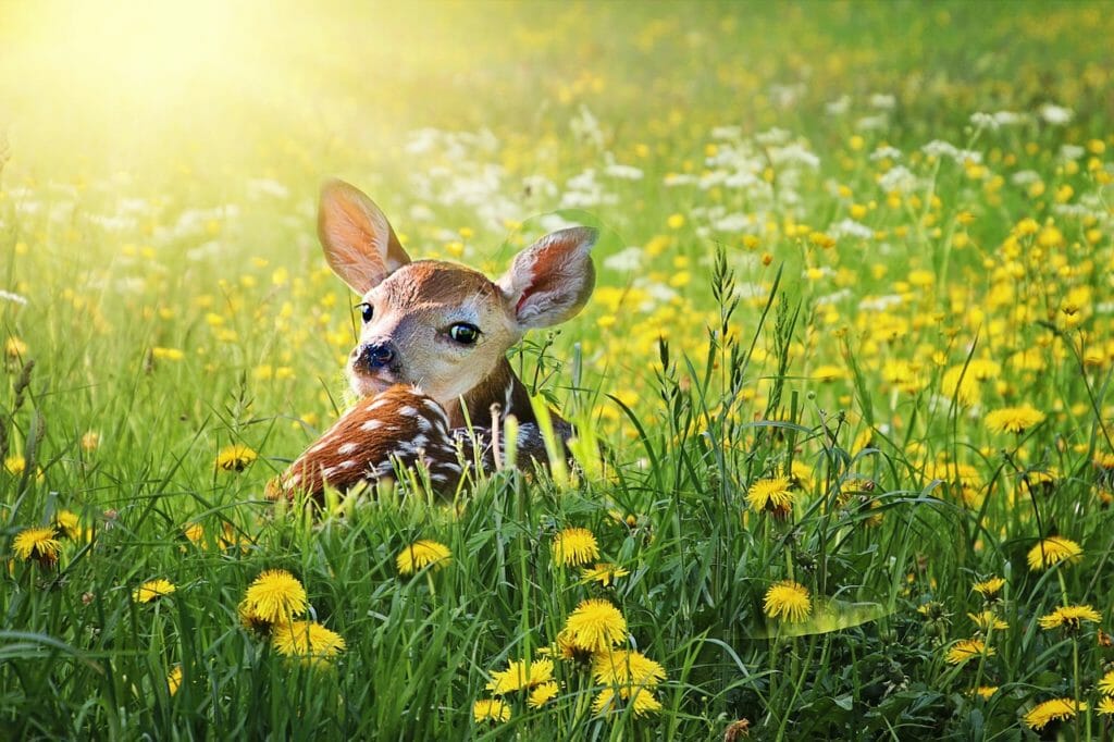 fawn, deer, baby