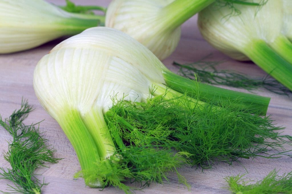 fennel, vegetables, food