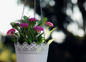floral, flowers, hanging basket