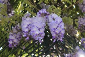 flower, flora, nature