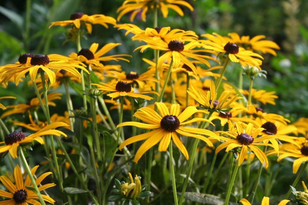 flower, floral, golden