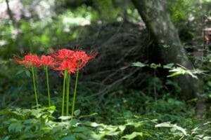 flowers for, xishan, lycoris squamigera