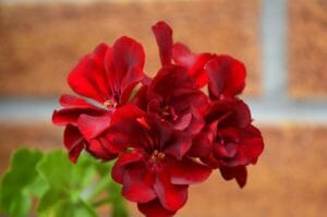 flowers, geranium, balcony plants
