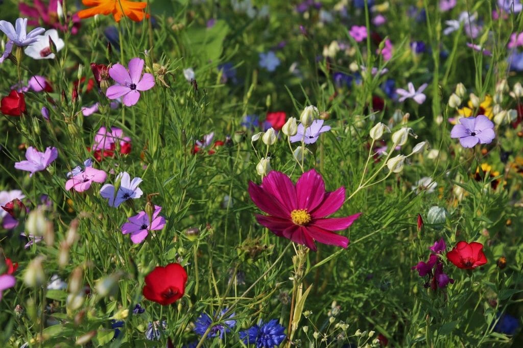 flowers, meadows, grass
