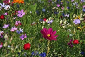flowers, meadows, grass
