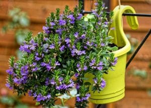 flowers, pot, garden