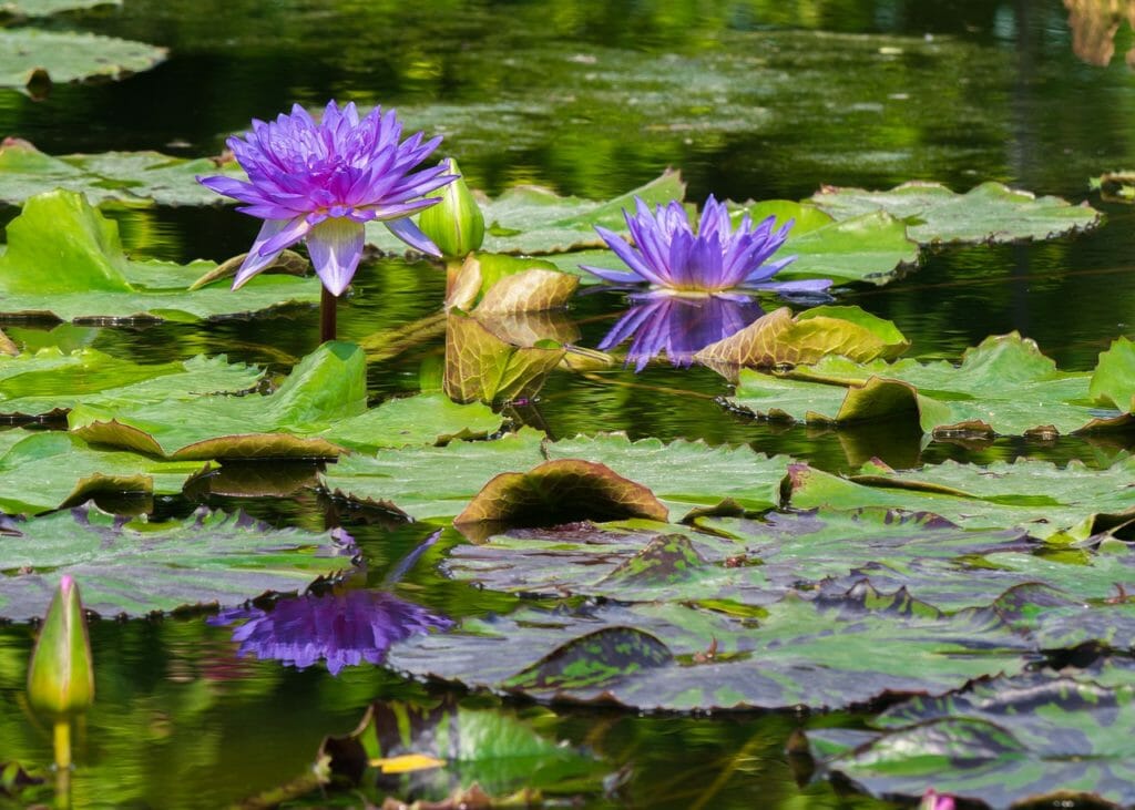 flowers, water lilies, garden pond