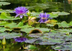 flowers, water lilies, garden pond