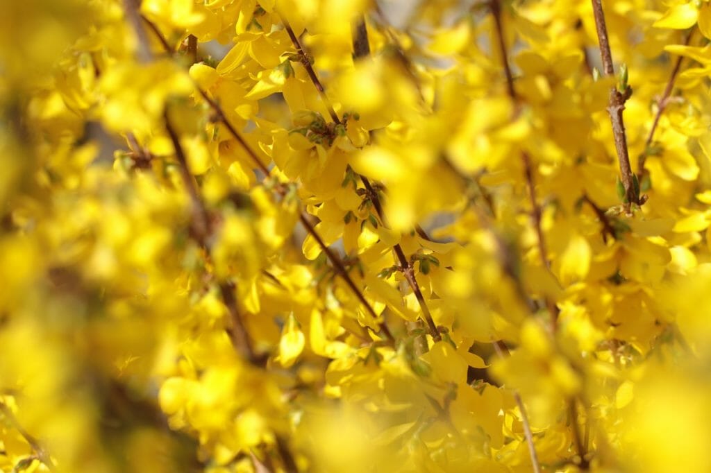 forsythia, chinese bellflower, flowers