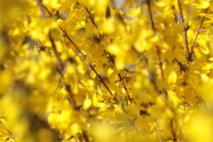 forsythia, chinese bellflower, flowers