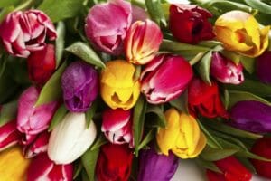 Frühlingsblumen