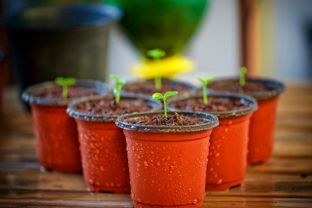 garden, flowerpot, nature