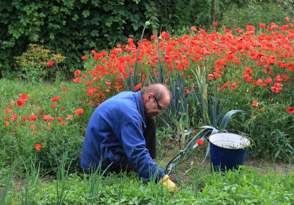garden, work, weeding