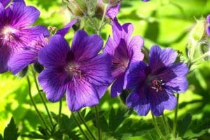 geranium wielkopłatkowy, cranesbill, geranium