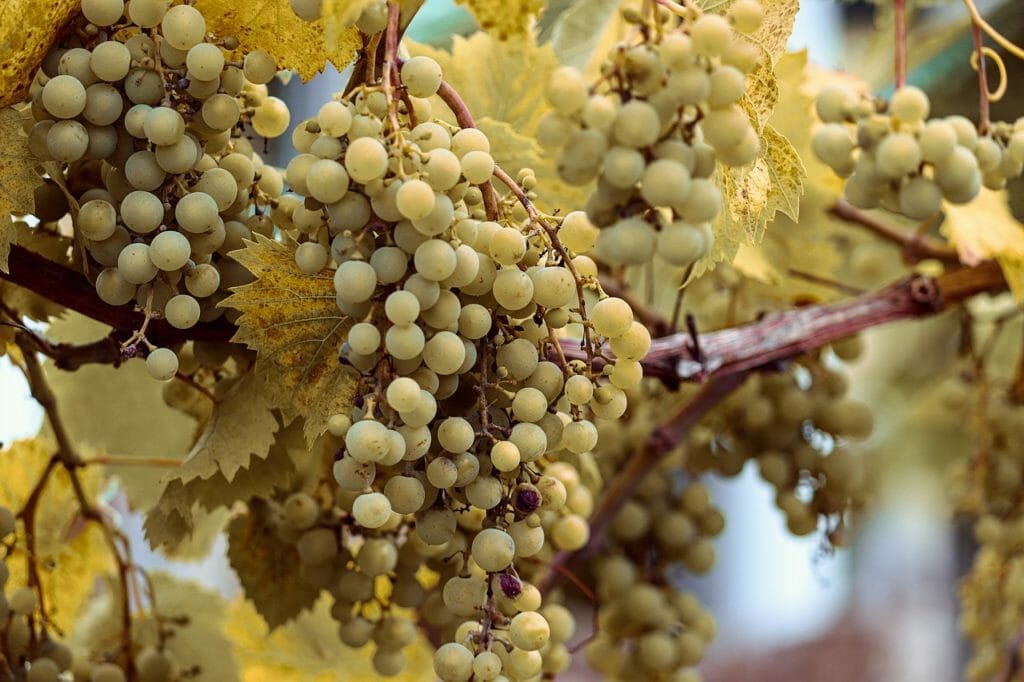 grapes, vines, fruit