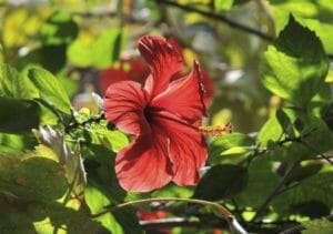 Hibiskus schneiden - Tipps & Tricks