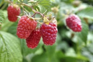 Himbeeren zurückschneiden - Tipps & Tricks
