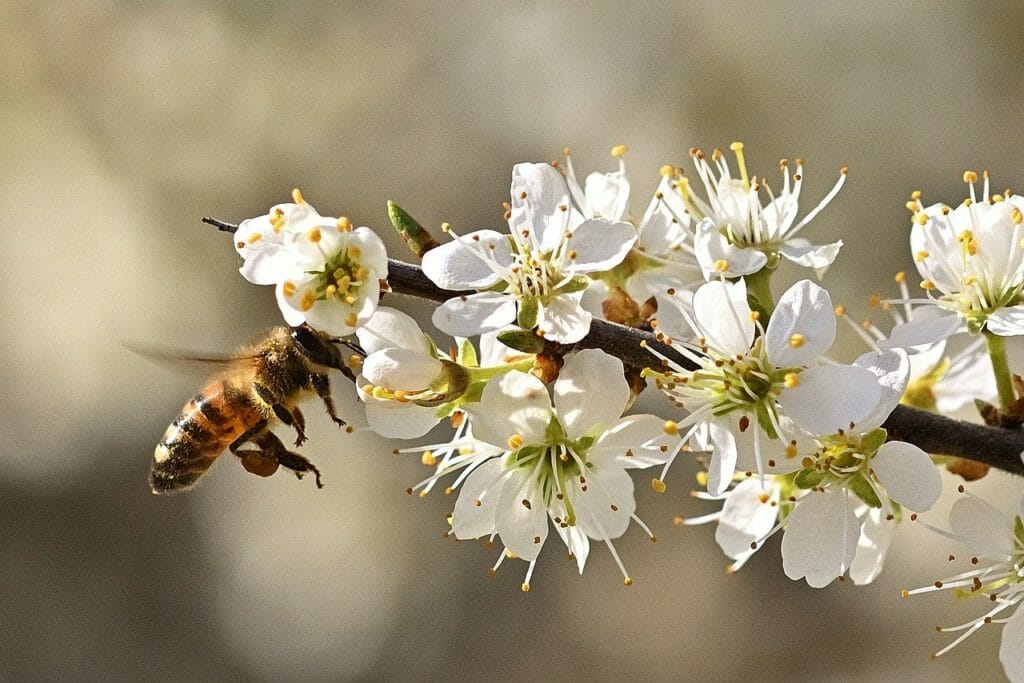 honey bee, flying, flowers