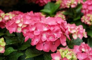hydrangea, flowers, bloom