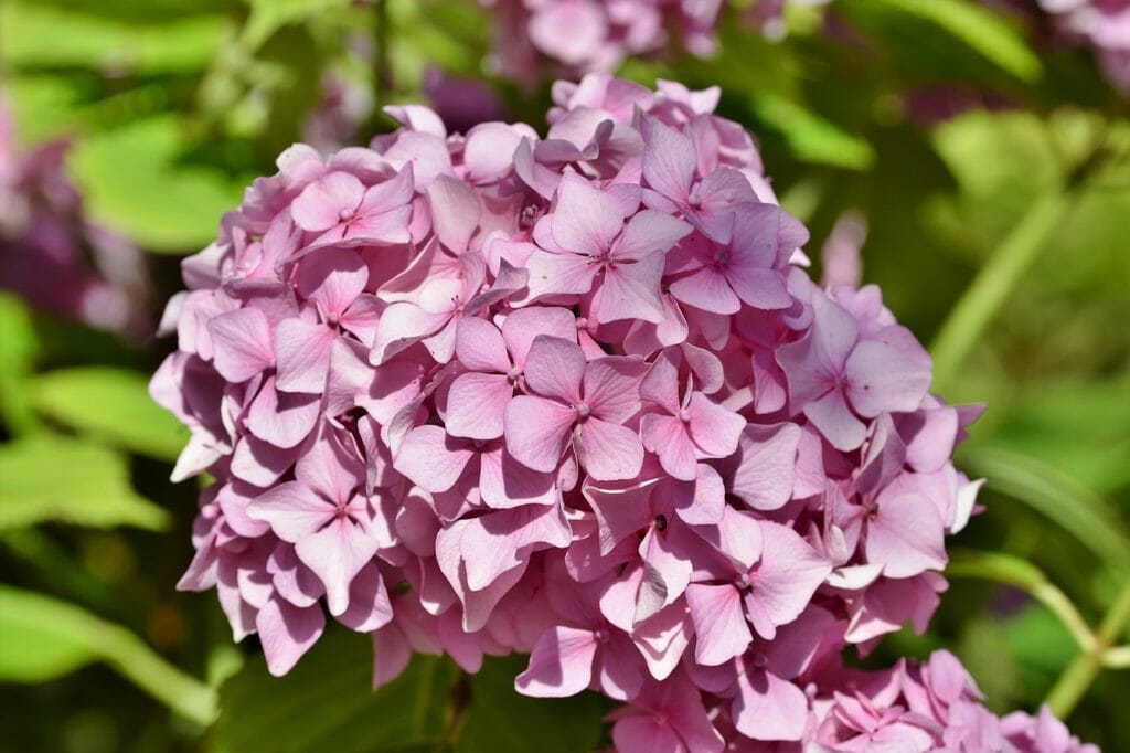 hydrangea, hydrangea flower, greenhouse hydrangea