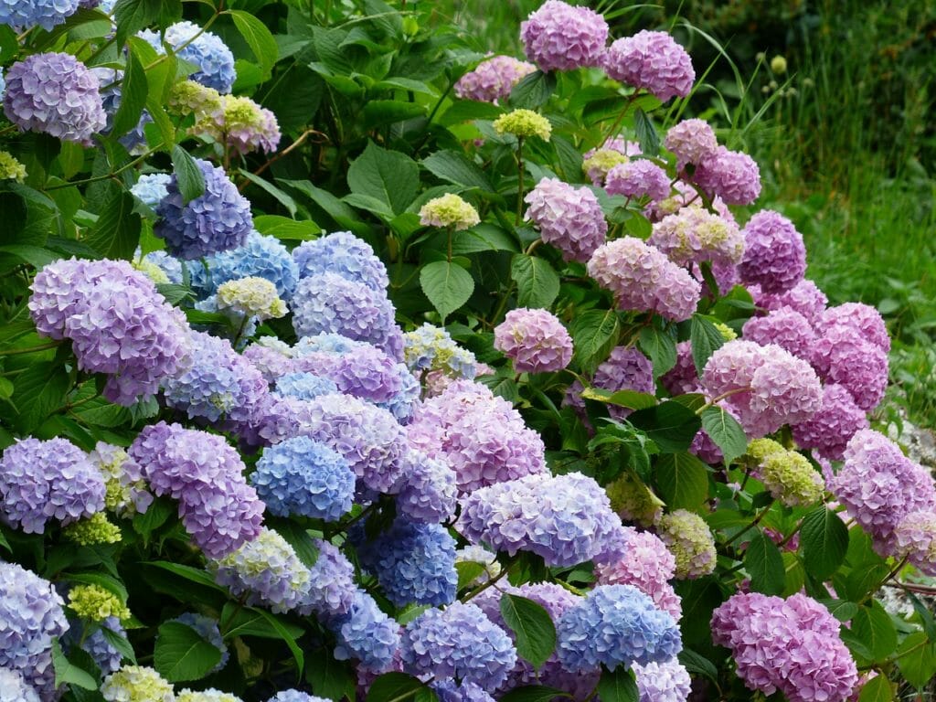 hydrangeas, flowers, blue