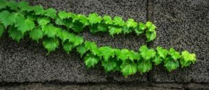 ivy, vine, the leaves