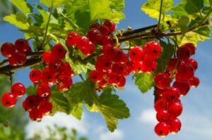 Rote Johannisbeeren