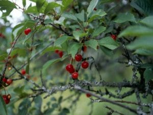 Anleitung zum Kirschbaum schneiden