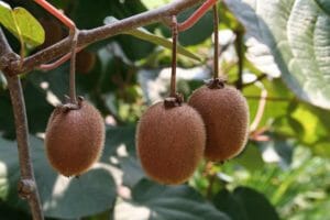 Kiwis ernten und lagern - So geht's