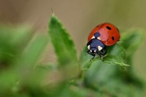 ladybug, garden, nature