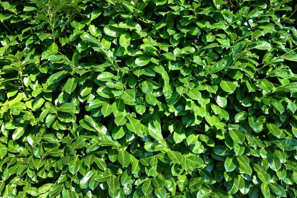 leaves, foliage, shrubs