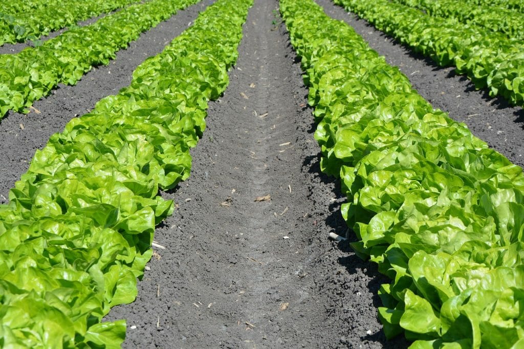 lettuce, row, agriculture