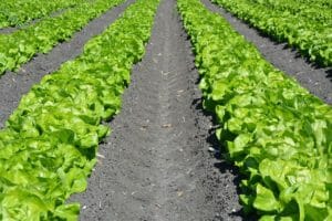 lettuce, row, agriculture